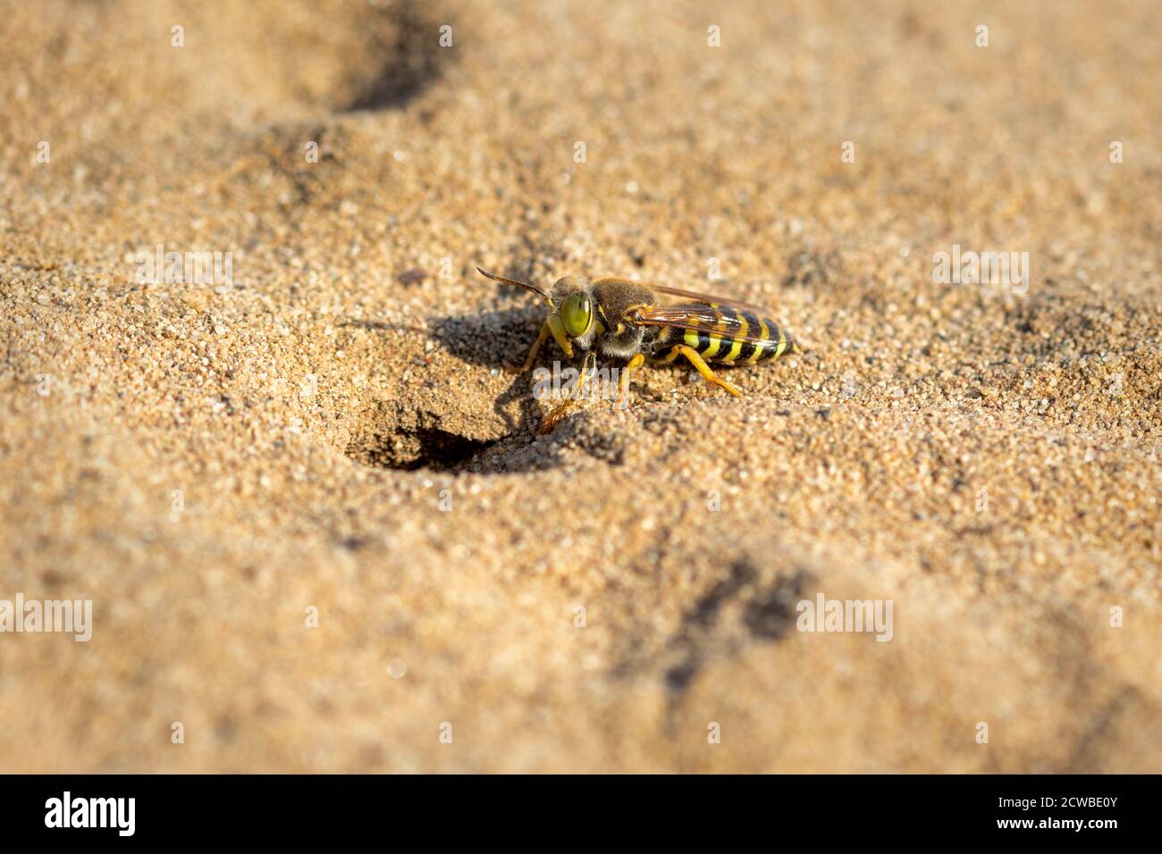 Bembix rostrata, sand wasp native on a sand, Special Reserve 'Djurdjevac Sands' in Croatia Stock Photo