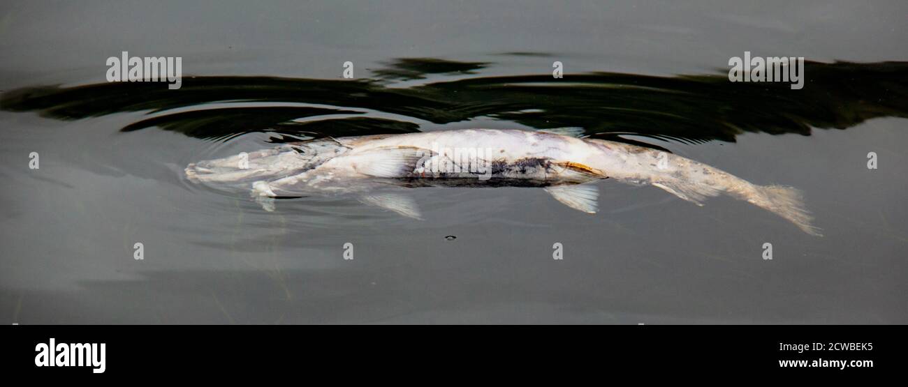 Chum salmon dead after spawning hi-res stock photography and