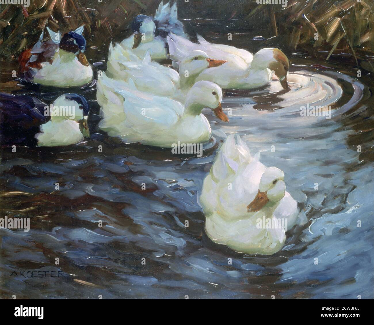 Ducks on a Pond', c1884-1932. Artist: Alexander Koester. Alexander Koester(1864-1932) was a german painter. Stock Photo