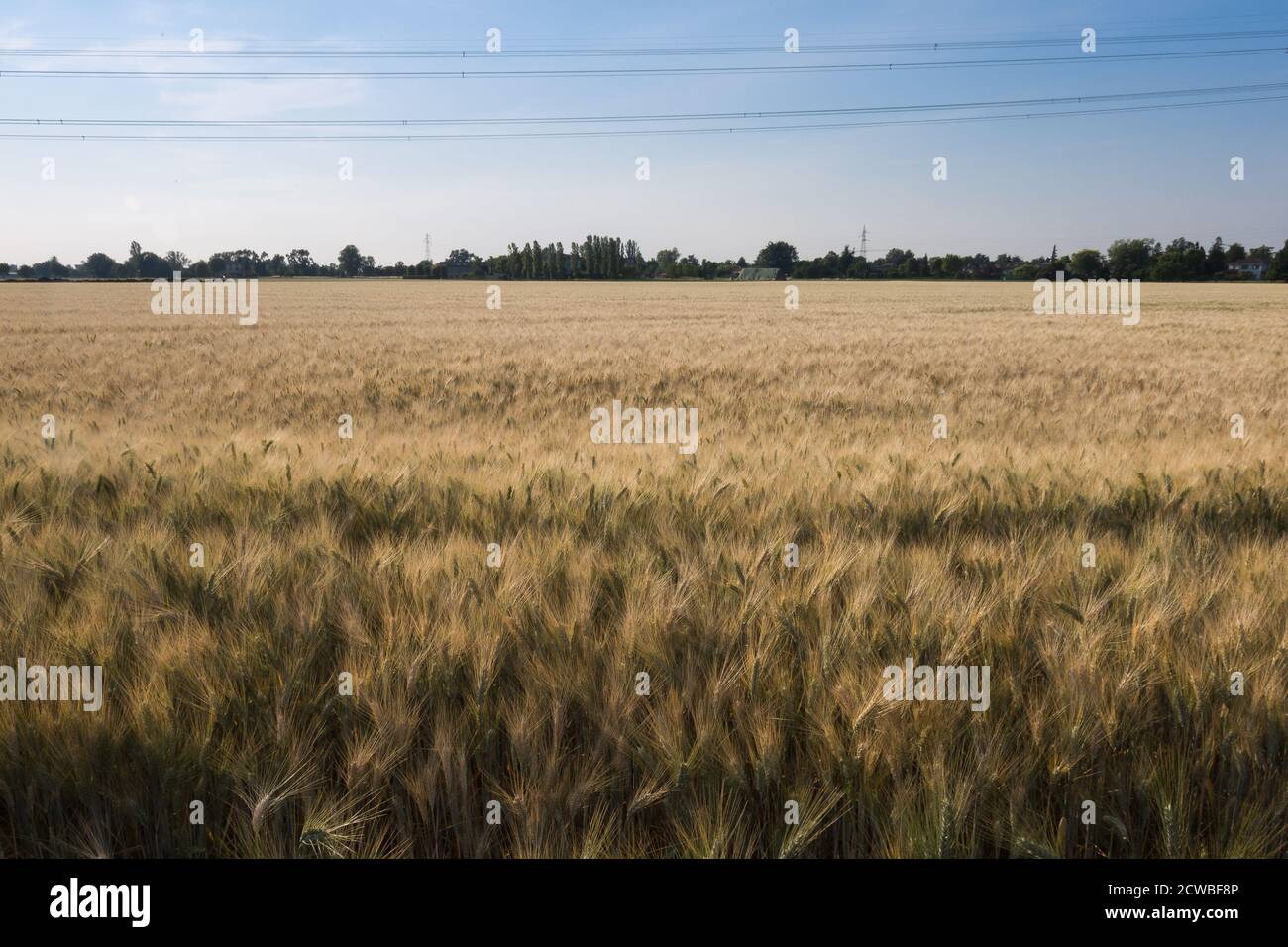 Meadow of Wheat Field in Spring and Blue Sky. Stock Photo