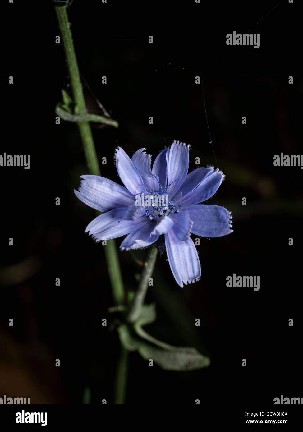 Wildflowers in the black forest hi-res stock photography and images - Alamy