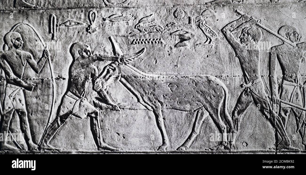 Photograph of a relief depicting a stubborn donkey, found in an ancient Egyptian tomb. Stock Photo