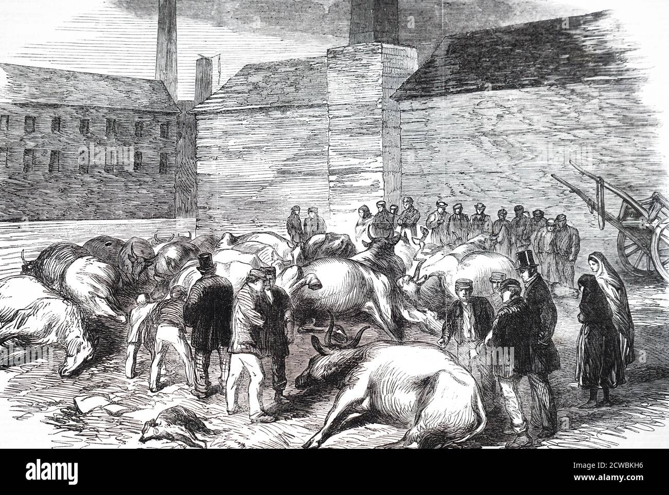 Engraving depicting the aftermath of the flooding of Sheffield and its environs due to failure of the Dale Dyke of the Bradfield Reservoir: 11 March 1864. There was extensive damage and loss of life. Drowned horses and cattle by the River Don Stock Photo