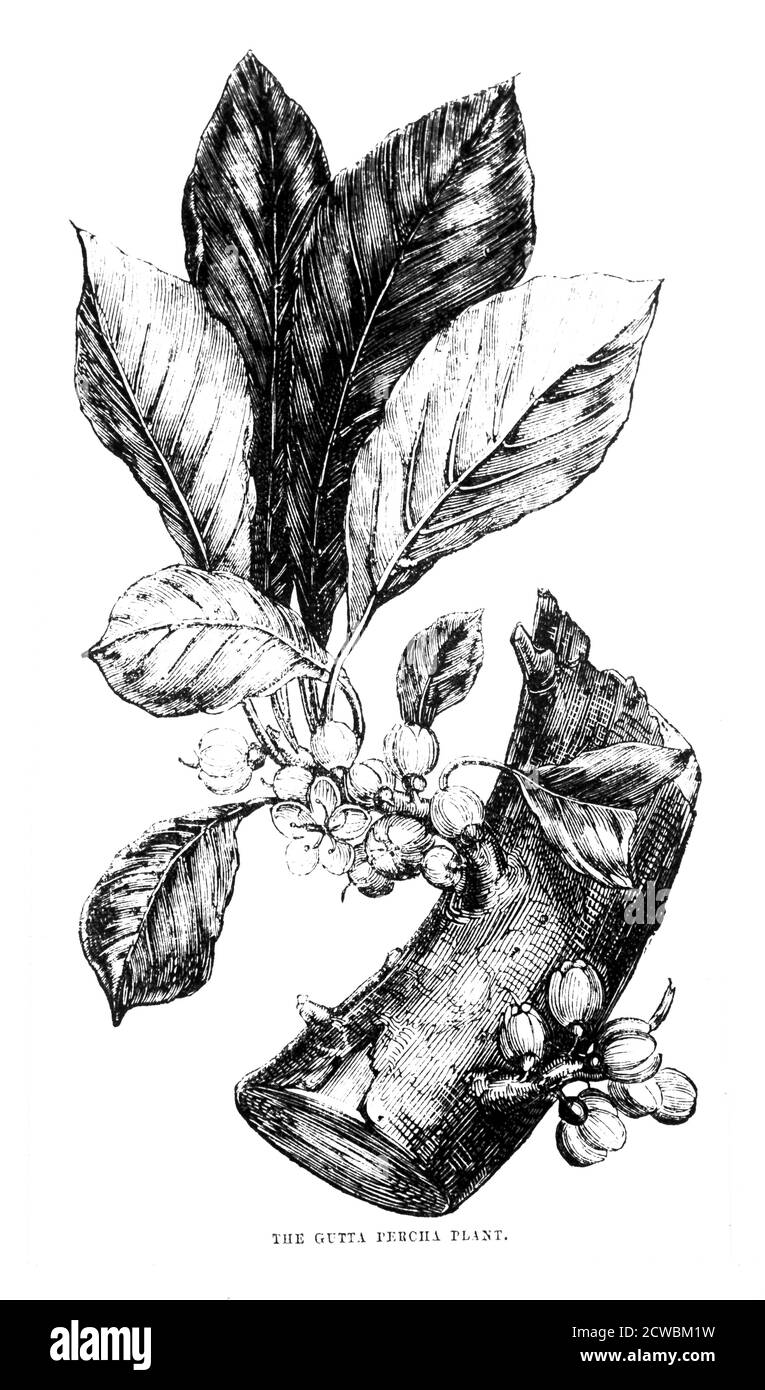 Engraving depicting a twig of a gutta-percha tree showing a flower. Stock Photo