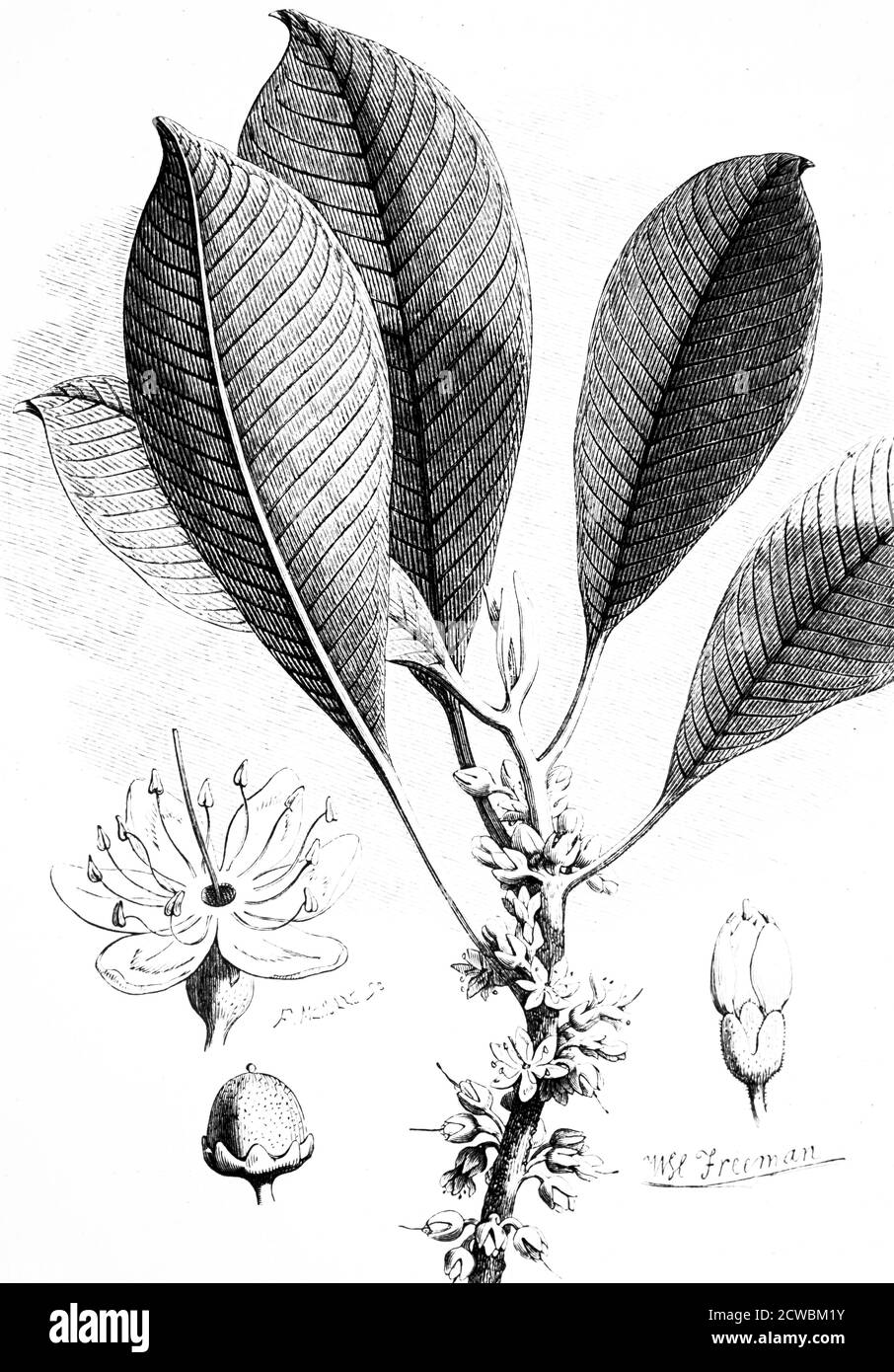 Engraving depicting a twig of a gutta-percha tree showing a bud, flower and fruit. Stock Photo