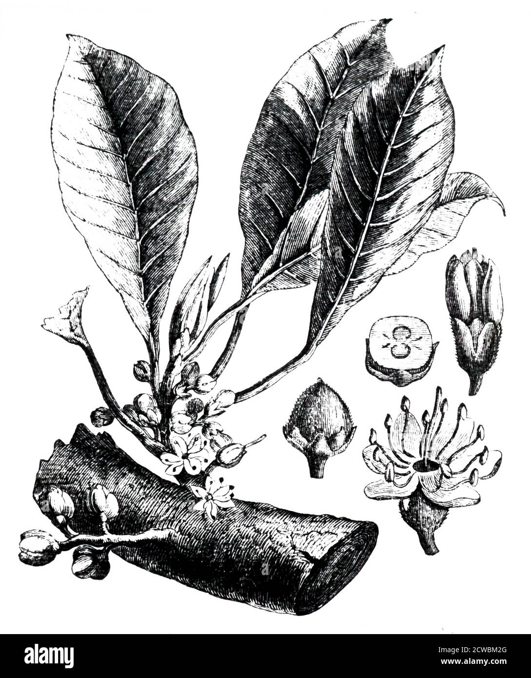 Engraving depicting a twig of a guttapercha tree showing leaves, flowers and fruit Stock Photo
