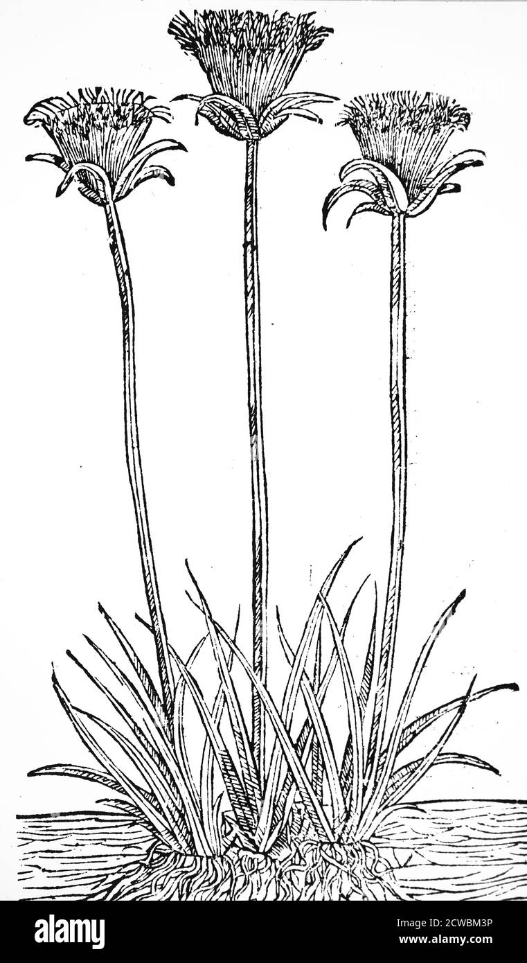Woodcut engraving depicting a paper reed used to make papyrus Stock ...