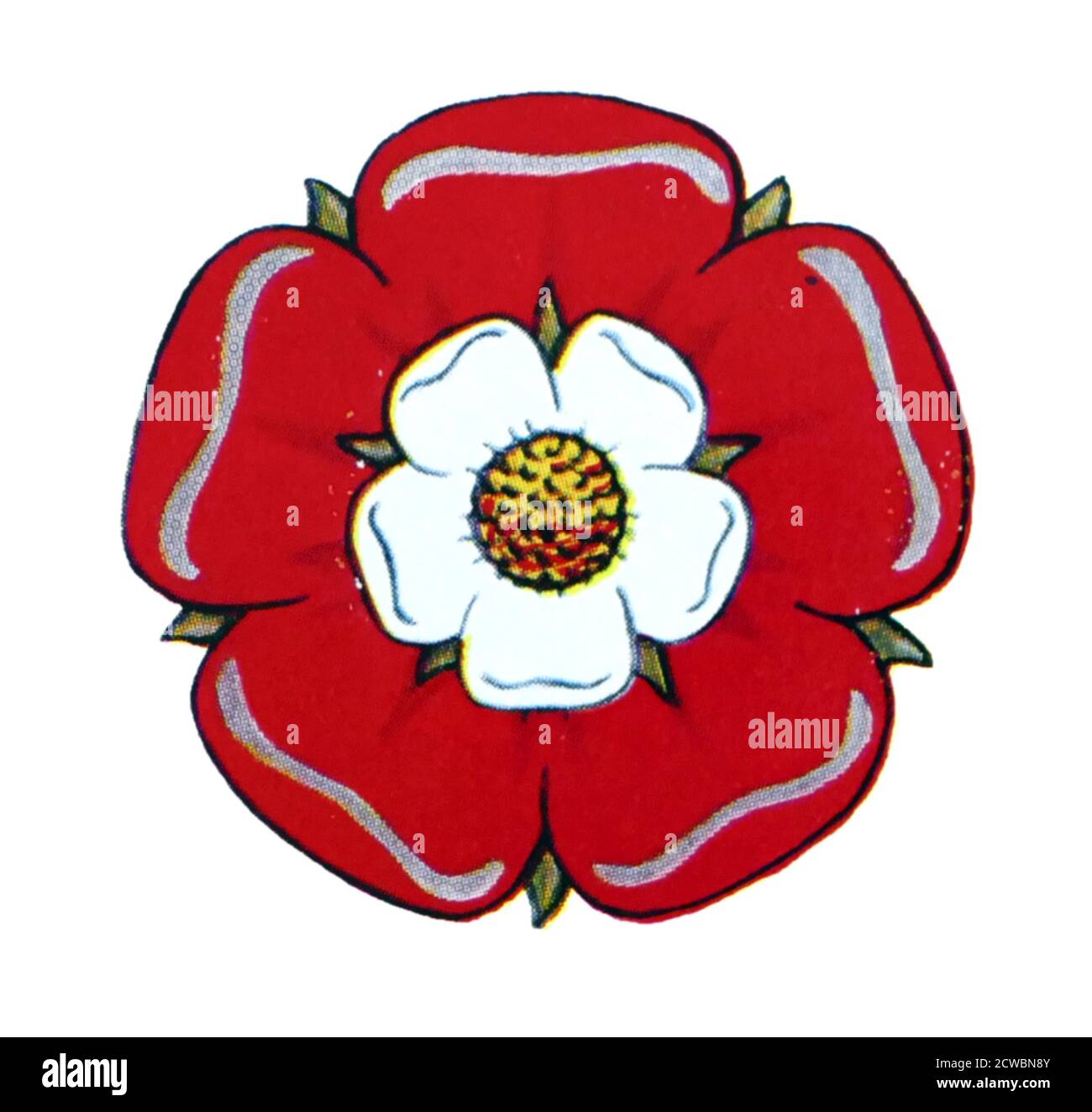 Illustration depicting a Red Rose of Lancastrians during the Wars of the  Roses, the civil war between the Houses of Lancaster and York that extended  across England in the latter half of