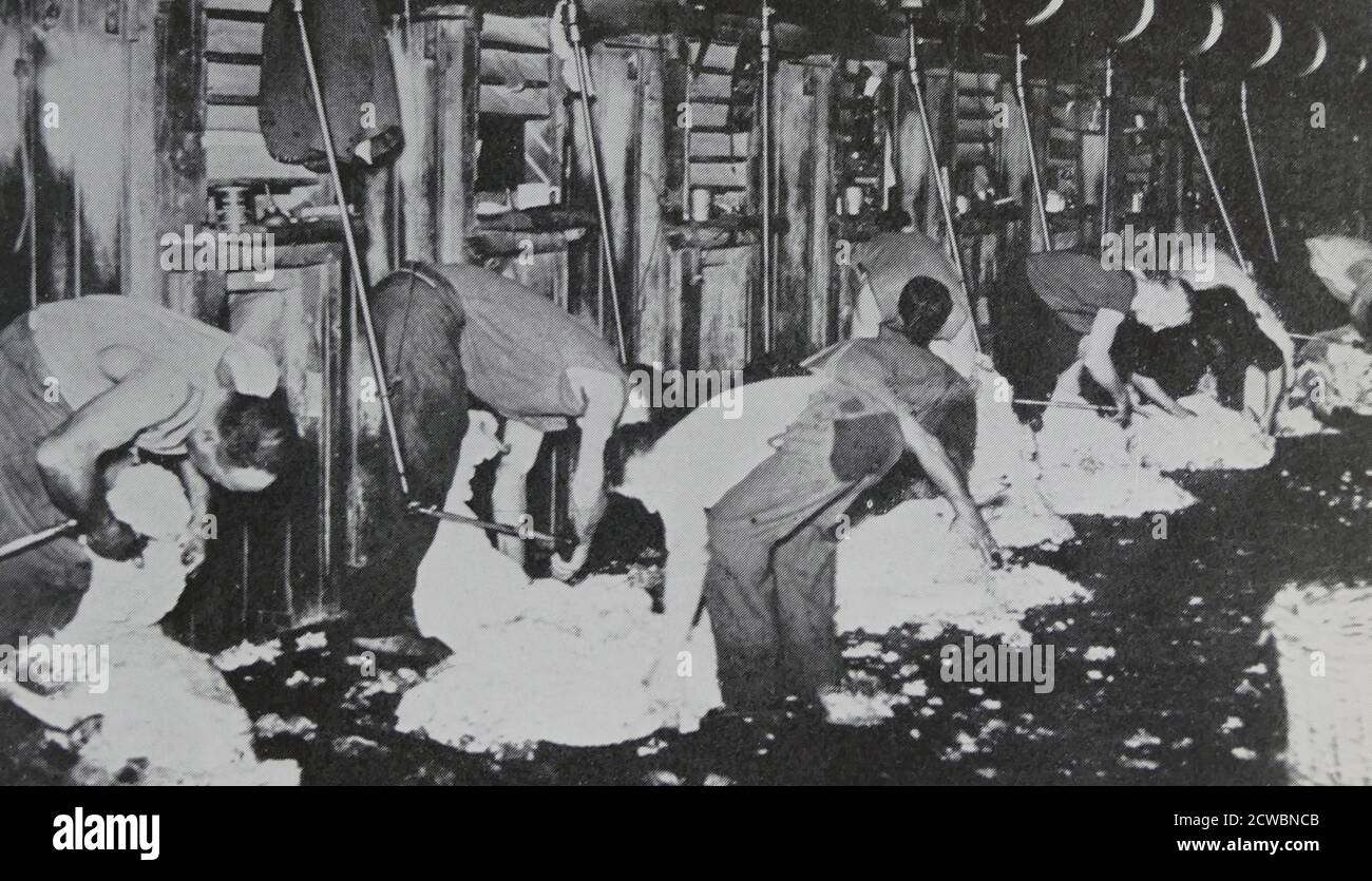 Sheep Shearing contest in Australia in 1954 Stock Photo Alamy