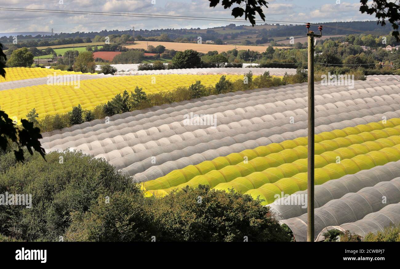 Masses of yellow and white Polytunnels in Herefordshire growing fruit Stock Photo