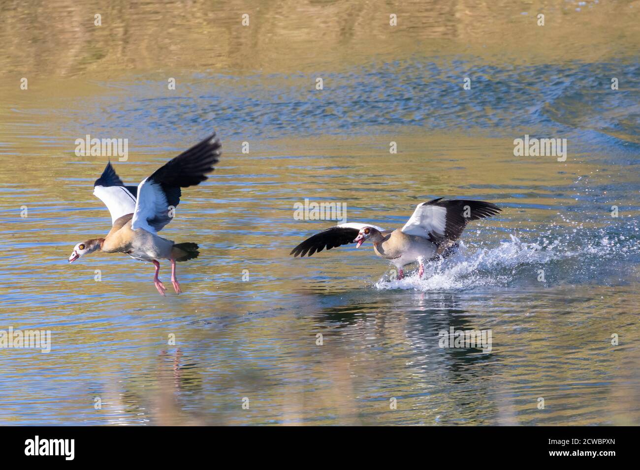 Egyptian Goose (Alopochen aegyptiaca) chasing a male competitor along the Breede River, Western Cape, South Africa at sunset Stock Photo