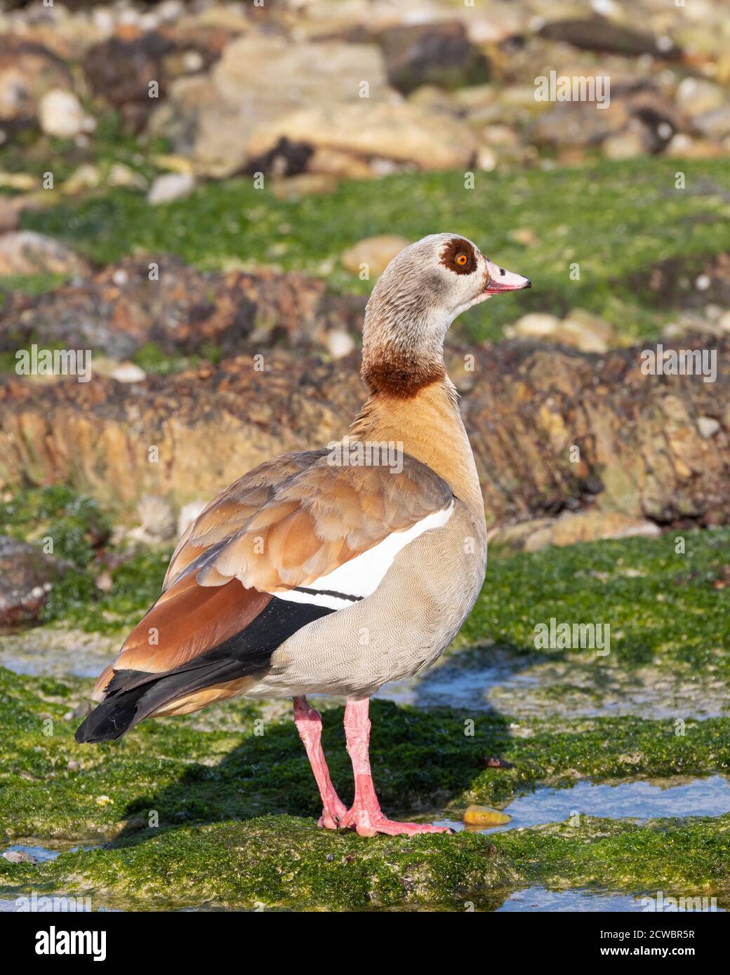 Male Egyptian Goose (Alopochen aegyptiaca) at arock pool at Stony Point Nature Reserve, Betty's Bay, Western Cape, South Africa Stock Photo