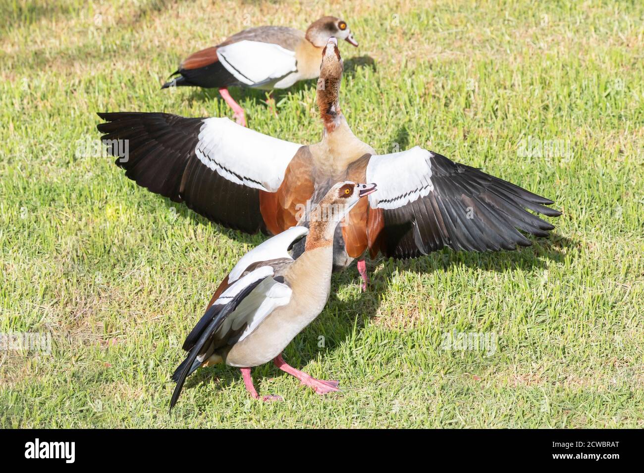 Aggressive Egyptian Goose (Alopochen aegyptiaca) defending his territory as  its mate joins in at sunrise, Western Cape South Africa Stock Photo