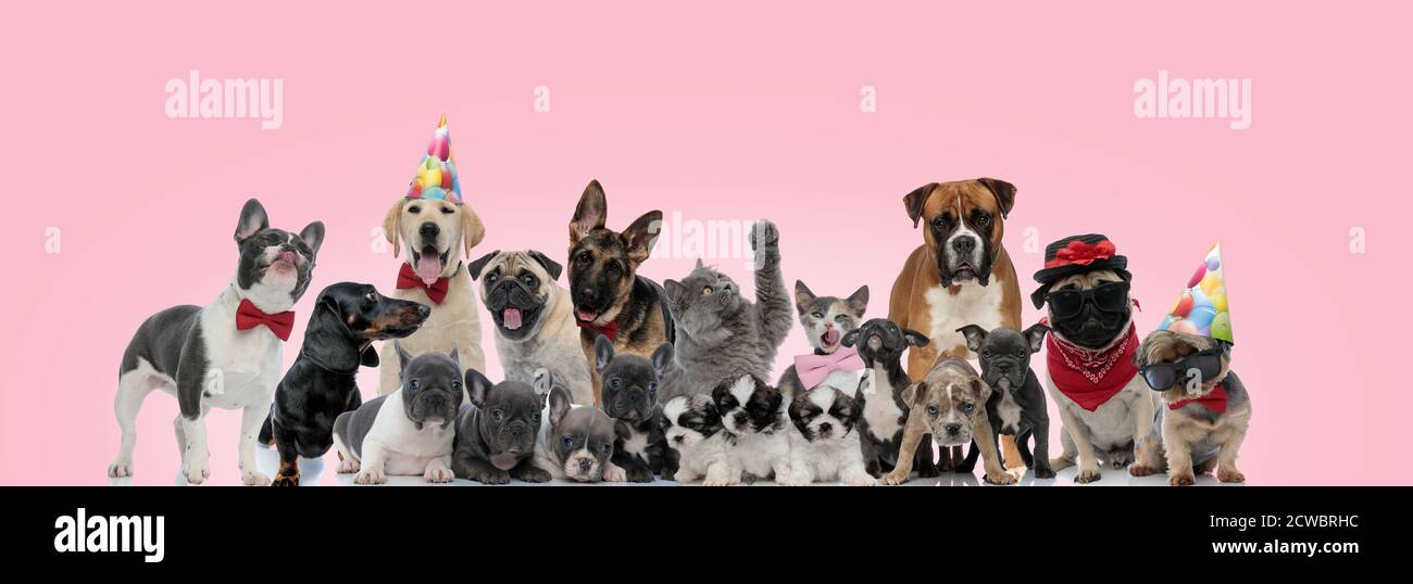 Large group of cat and dogs posing wearing birthday hats, bowties and ...