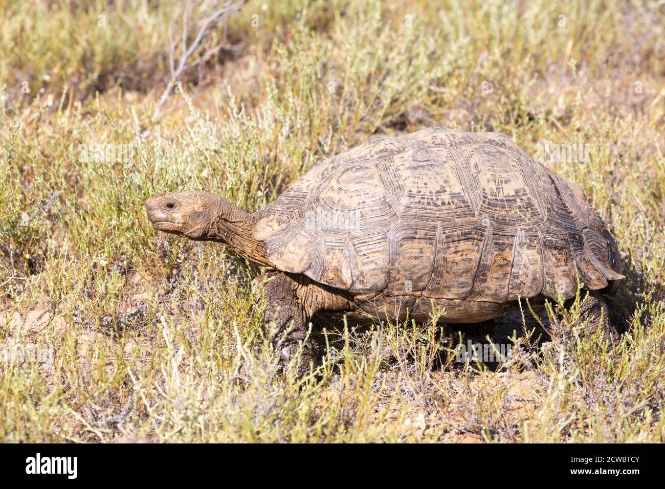 Leopard Tortoise ( Stigmochelys pardalis), Vrolijkheid Nature Reserve ...