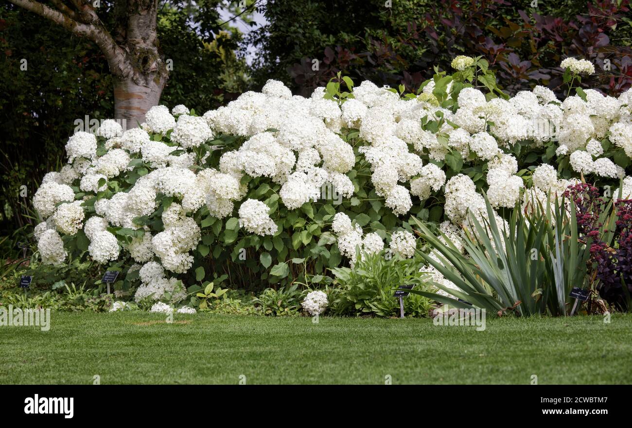 Hydrangea arborescens 'Annabelle' in bloom Stock Photo