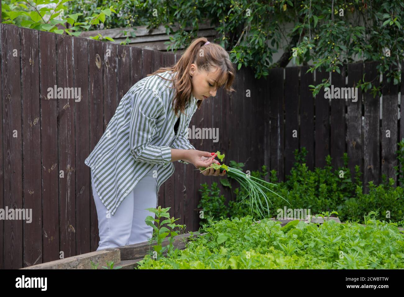Attractive woman picking organic lettuce leaves and onion from cottage seedbed Stock Photo