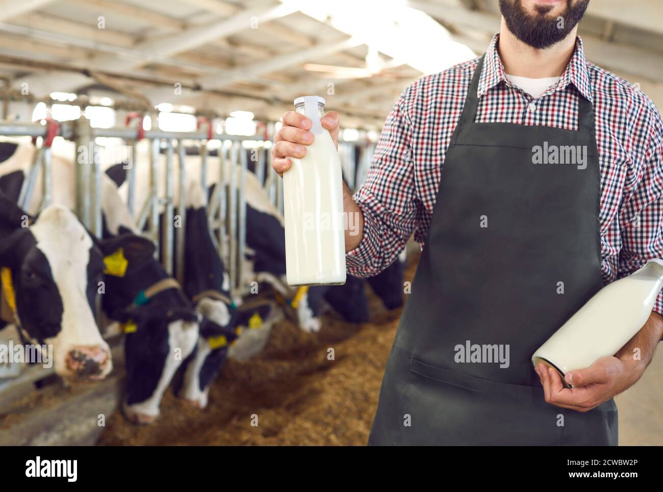 Cropped farmer holding bottles of fresh organic milk standing in cowshed on dairy farm Stock Photo