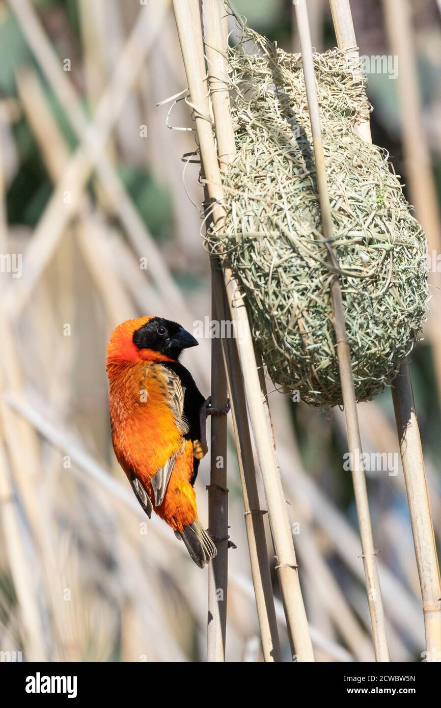 Southern Red Bishop (Euplectes orix) breeding male putting the finishing touches to a nest while displaying for a female , Western Cape, South Africa Stock Photo