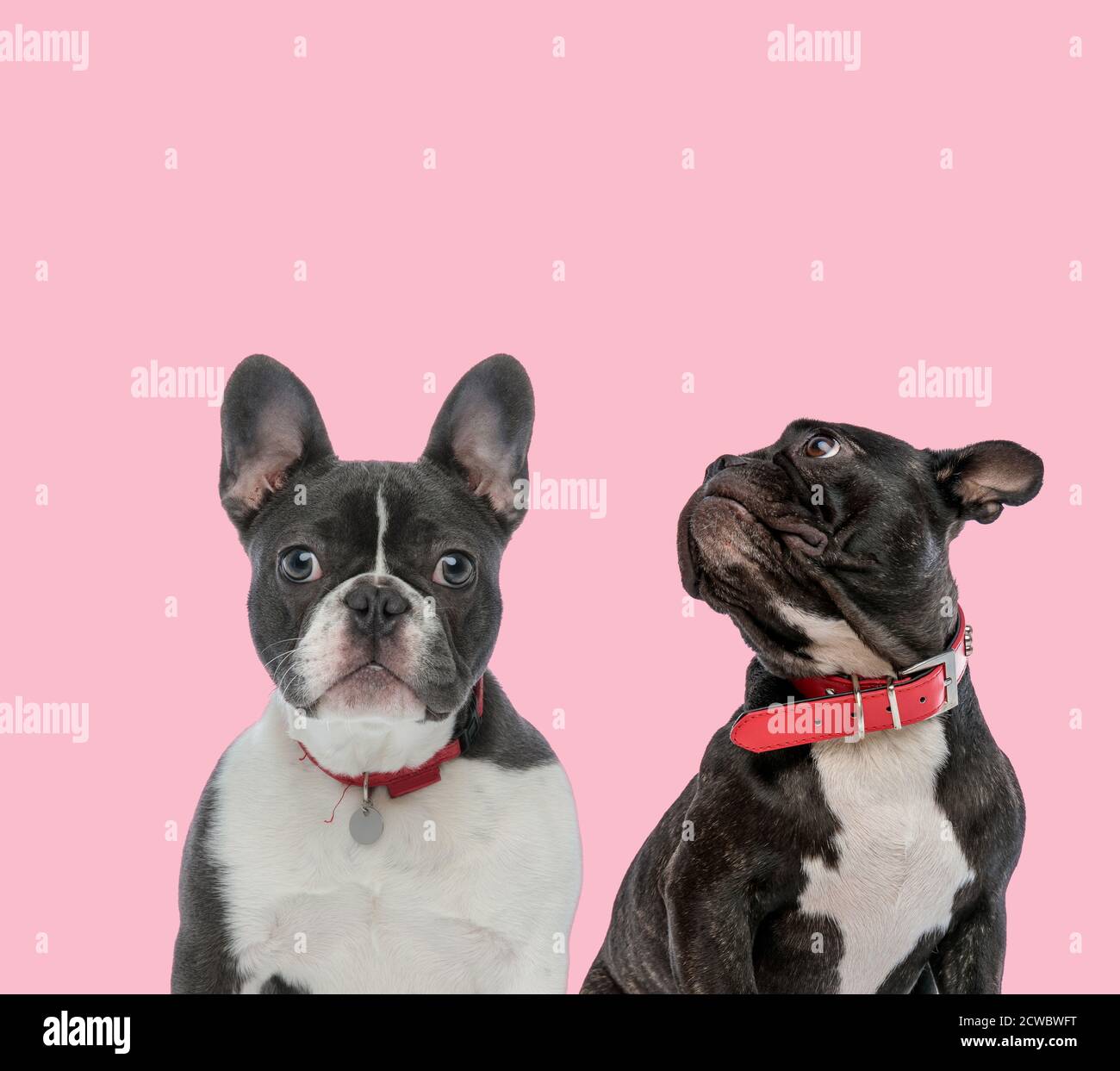 team of two french bulldogs wearing red collars on pink background
