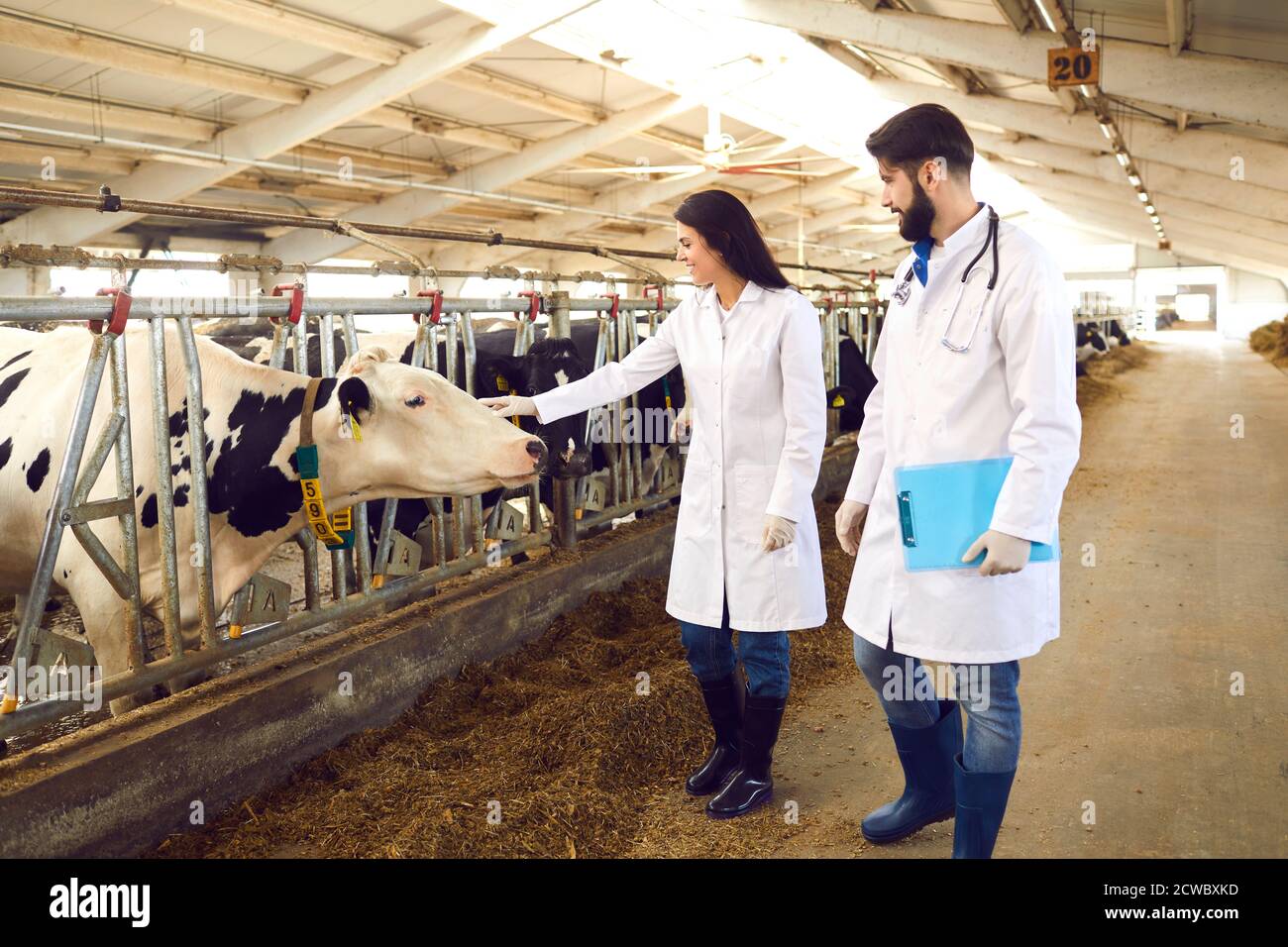 Two young livestock veterinarians in white coats checking on cows in dairy farm barn Stock Photo