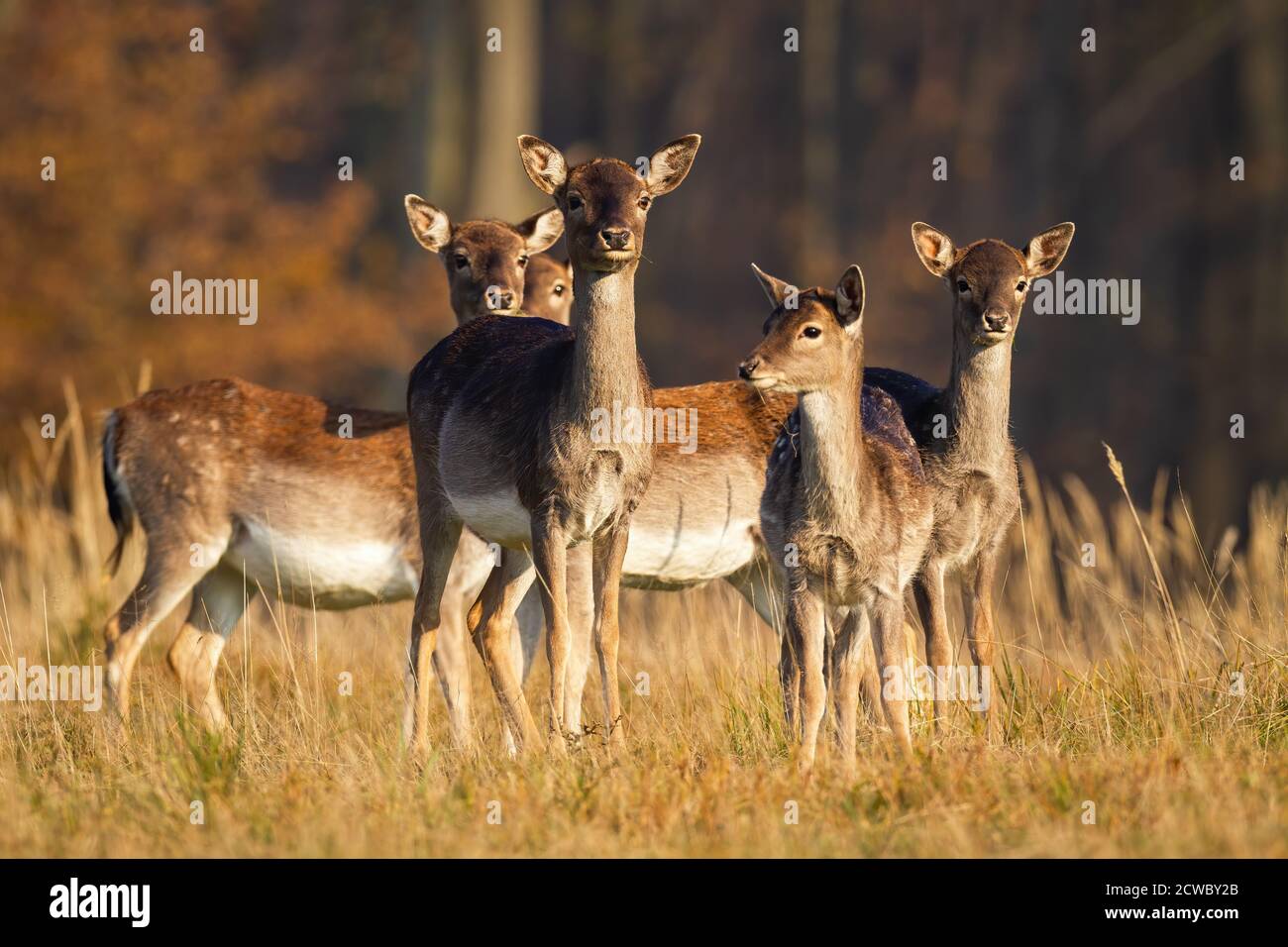Herd of young fallow deer standing on meadow in autumn. Stock Photo
