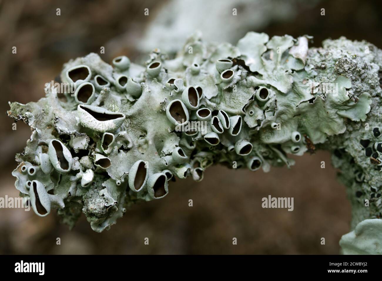Lichens are a symbiotic relationship between algae or cyanobacteria and fungus. The fungus gets food from photosynthesis and the algae gets nutrients Stock Photo