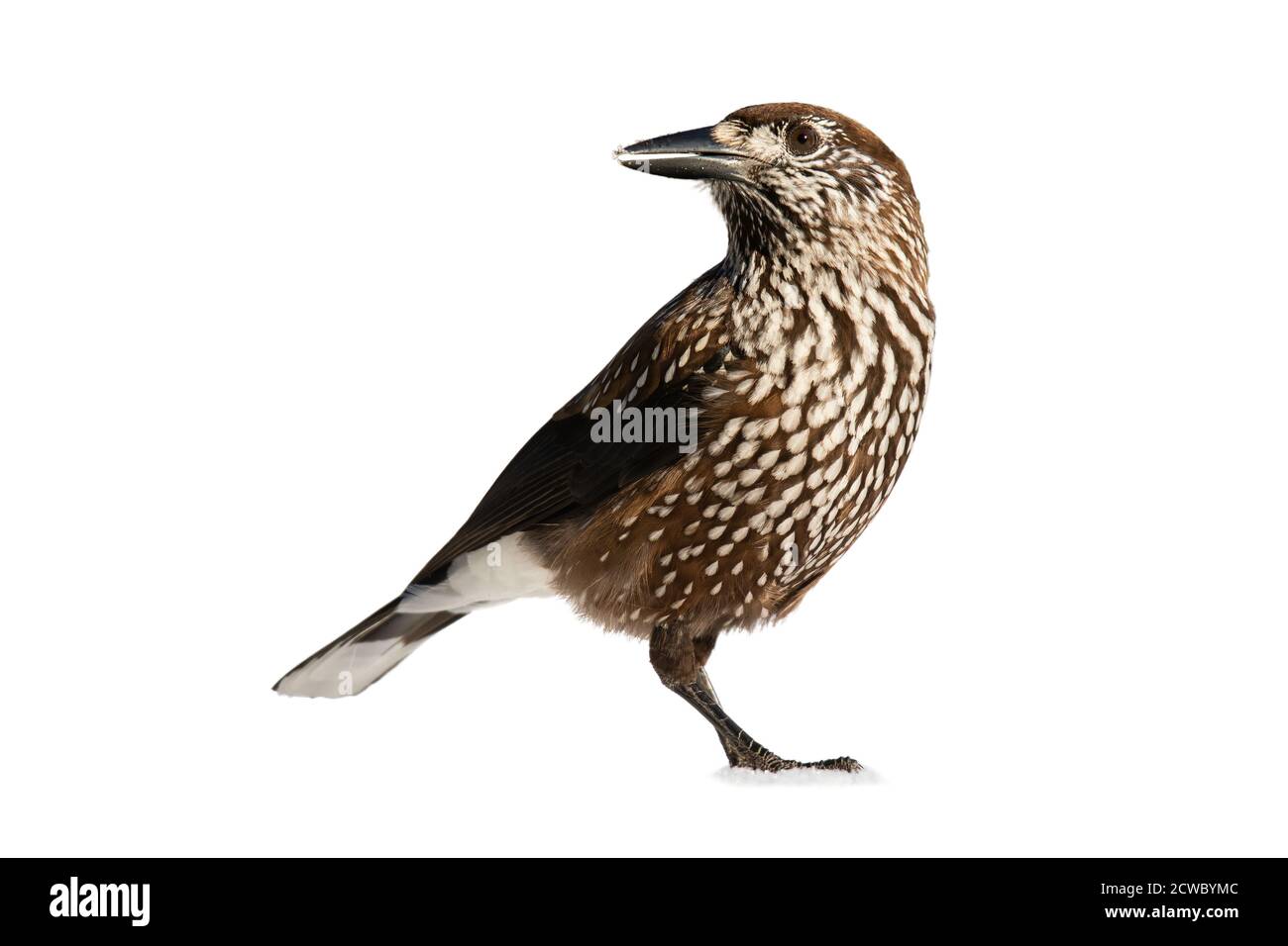 Spotted nutcracker observing isolated on white background. Stock Photo