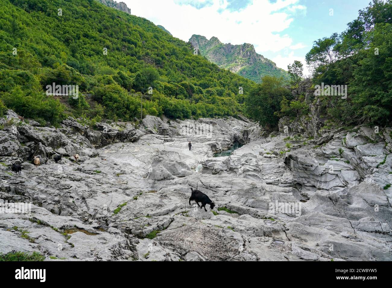Shkodra, Albania. 17th June, 2020. Landscape with goat herder and goats in the river valley of the Kiri near Ura e Shtrenjte in Maranai Park. Credit: Peter Endig/dpa-Zentralbild/ZB/dpa/Alamy Live News Stock Photo