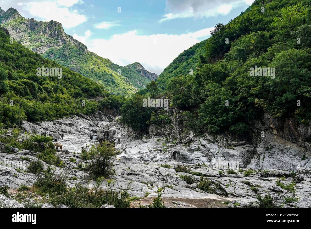 Shkodra, Albania. 17th June, 2020. Landscape with goat herder and goats in the river valley of the Kiri near Ura e Shtrenjte in Maranai Park. Credit: Peter Endig/dpa-Zentralbild/ZB/dpa/Alamy Live News Stock Photo