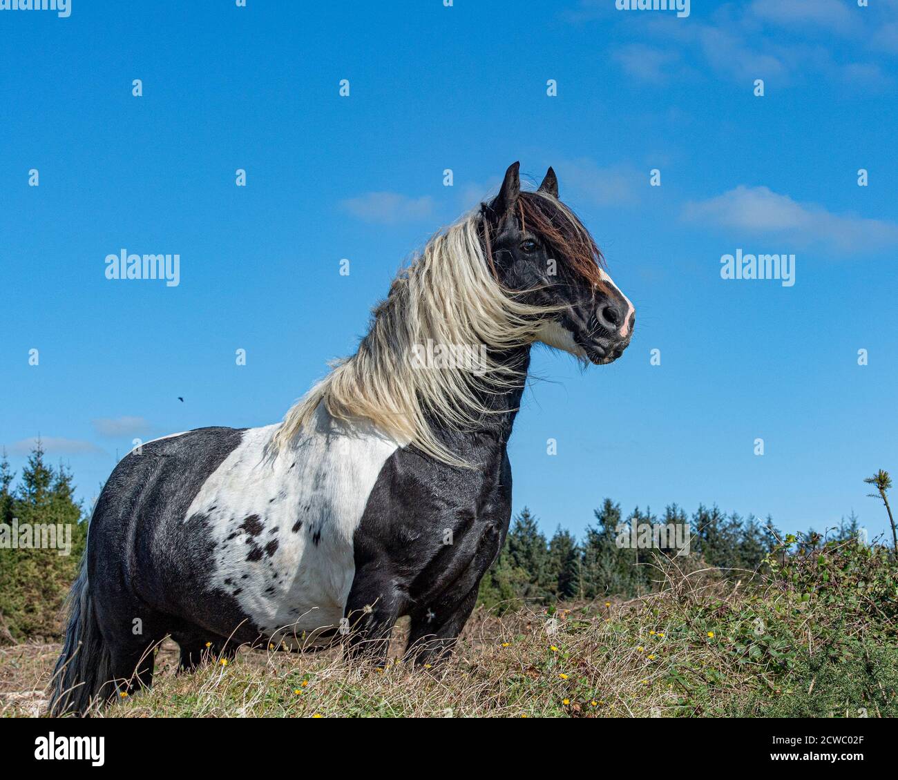 Gypsy cob stallion Stock Photo