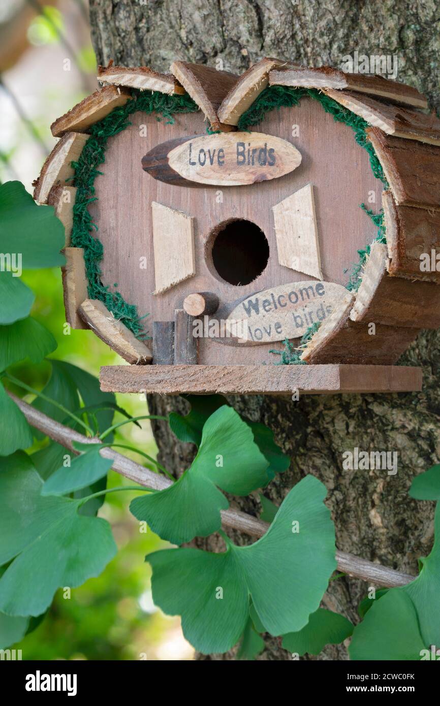 A beautiful natural wooden birdhouse hanging outdoors  in a ginkgo tree in the garden Stock Photo