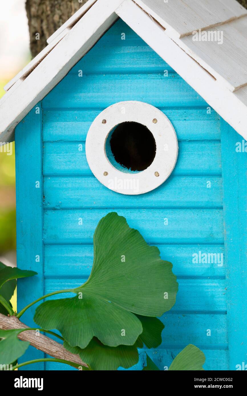 A beautiful blue birdhouse hanging outdoors  in a ginkgo tree in the garden Stock Photo