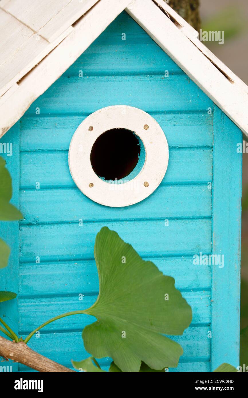 A beautiful blue birdhouse hanging outdoors  in a ginkgo tree in the garden Stock Photo