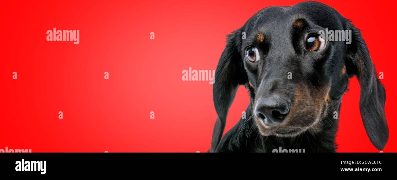 close up of a sweet teckel dog with black fur looking aside with big humble eyes on red studio background Stock Photo