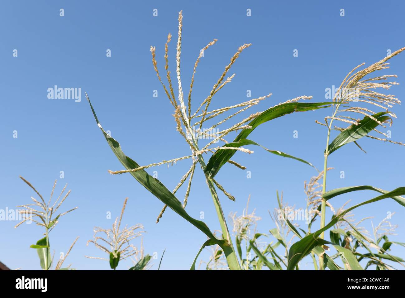 Heads of Corn plants over horizon Stock Photo