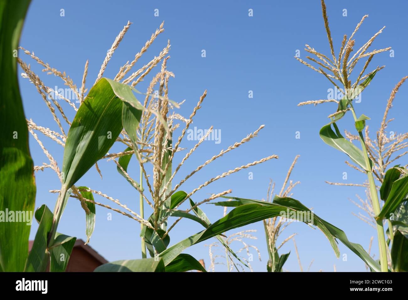 Heads of Corn plants over horizon Stock Photo