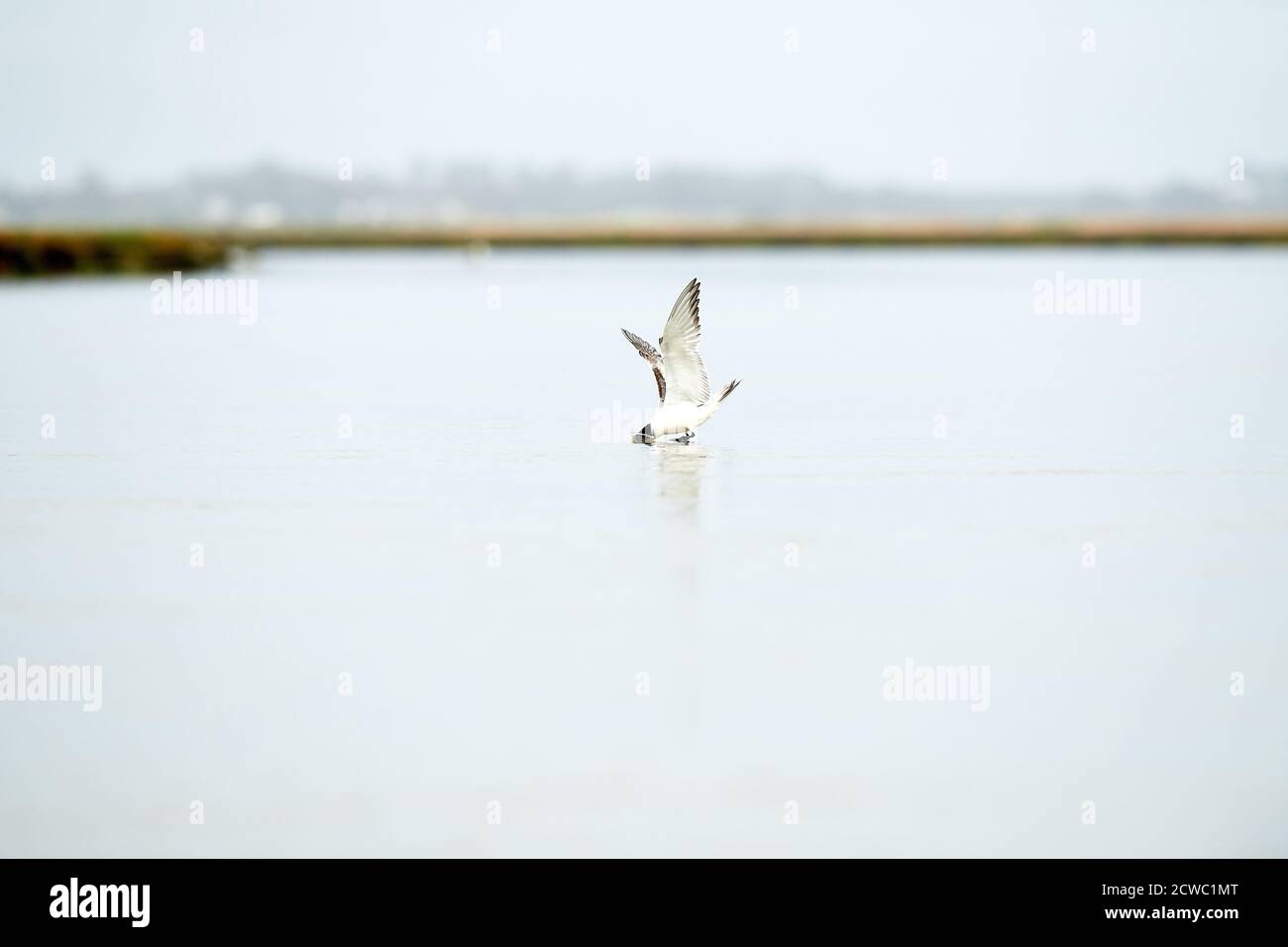 Greater Tern diving in to Lower Berg River, Velddrif, Western Cape whilst fishing for lunch! Stock Photo