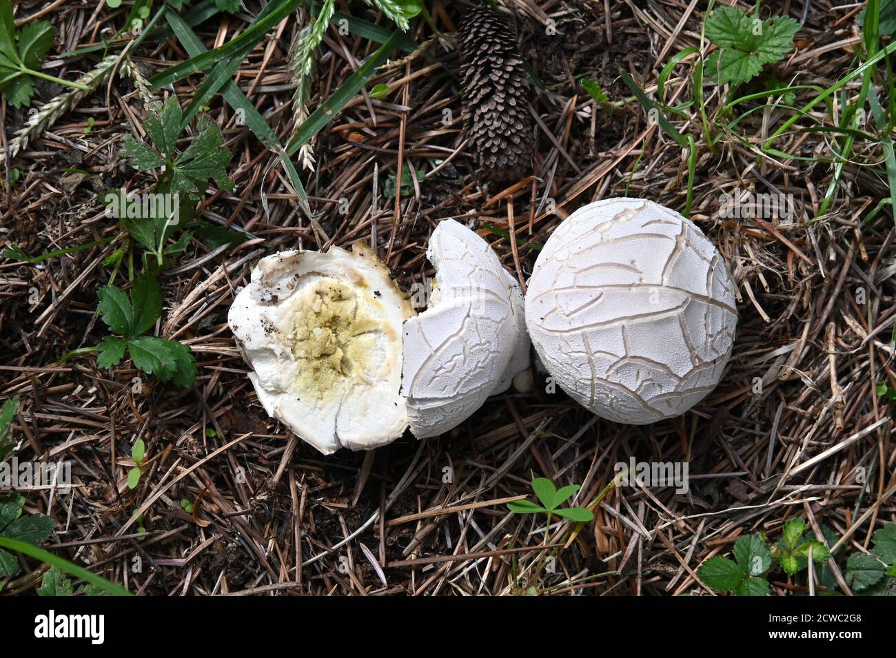 Mushroom Lycoperdon utriforme, common name handkea utriformis, mosaic puffball growing in meadows in spring and autumn, excellent taste edible mushroo Stock Photo