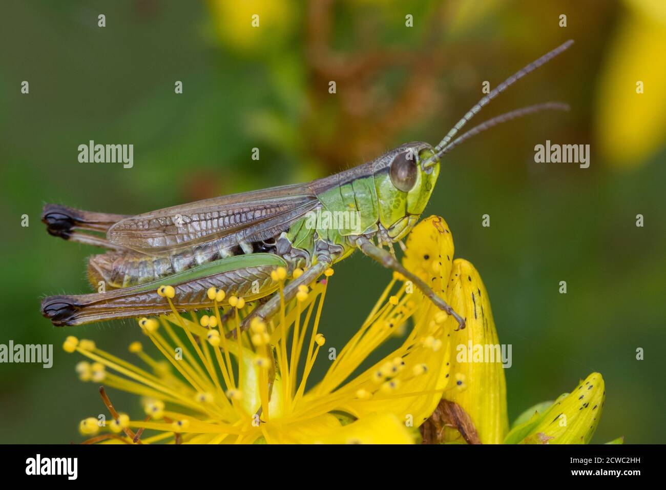 Gemeiner Grashüpfer, Grashüpfer, Männchen, Pseudochorthippus parallelus, Chorthippus parallelus, Chorthippus longicornis, common meadow grasshopper, m Stock Photo