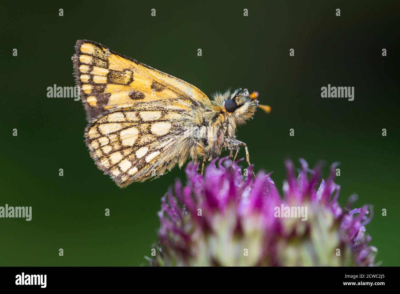 Gelbwürfeliger Dickkopffalter, Gelbwürfeliger Dickkopffalter, Bunter Dickkopffalter, Unterseite, Carterocephalus palaemon, Pamphila palaemon, Chequere Stock Photo