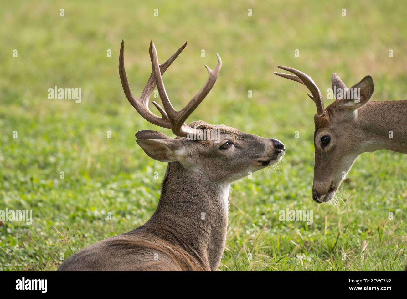 Two Texas whitetail buck deer odocoileus virginianus interacting with each other. One buck is older dominant deer with larger antlers. Stock Photo