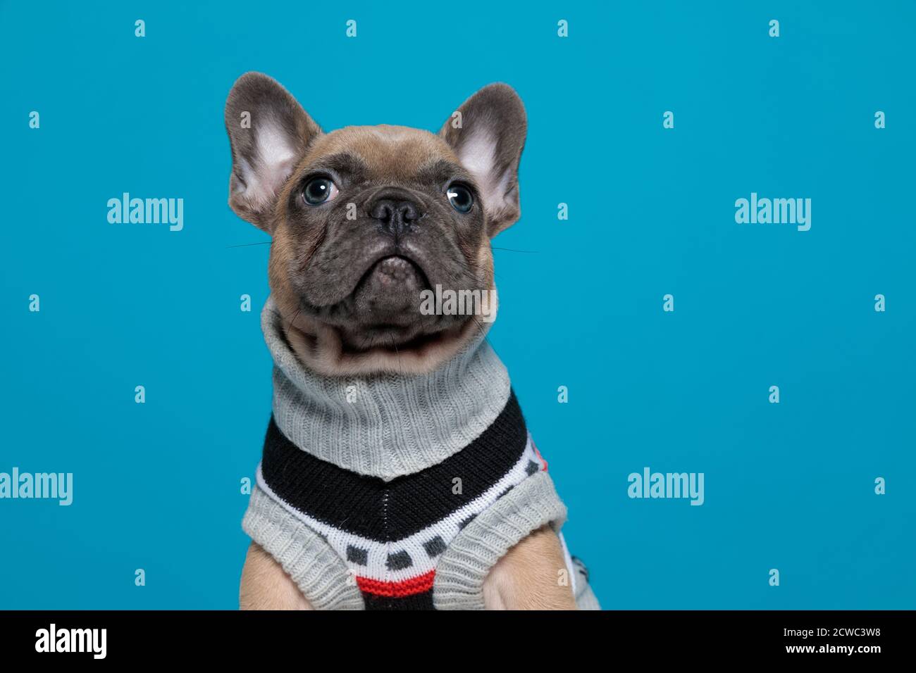 cute small bully wearing costume and looking up, sitting on blue ...