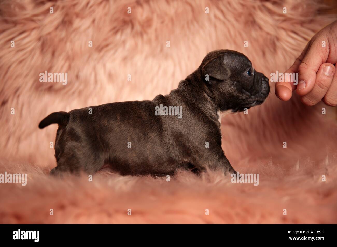 american bully small