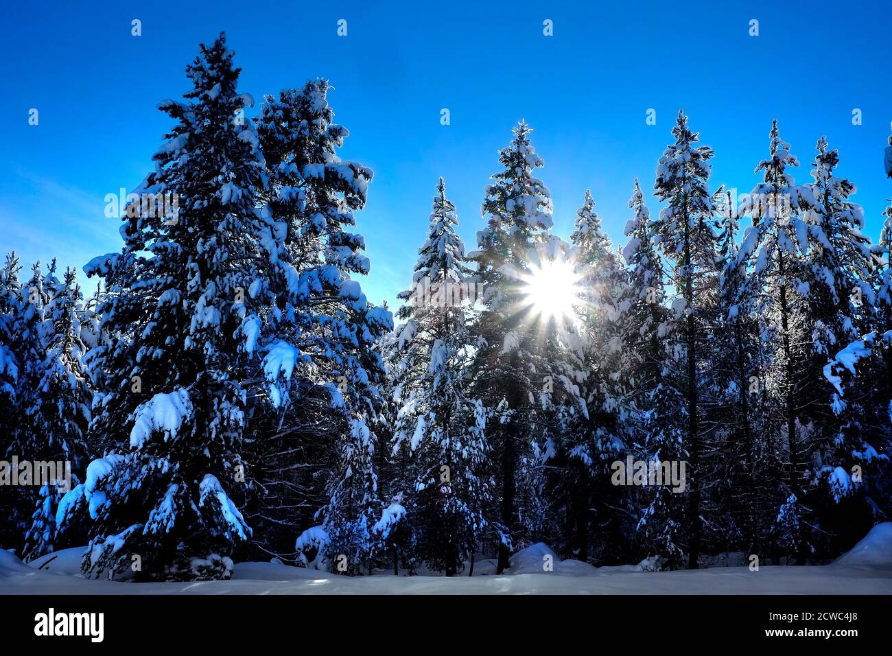 Winter scene of snowy forest pine trees with shunshine and blue sky ...