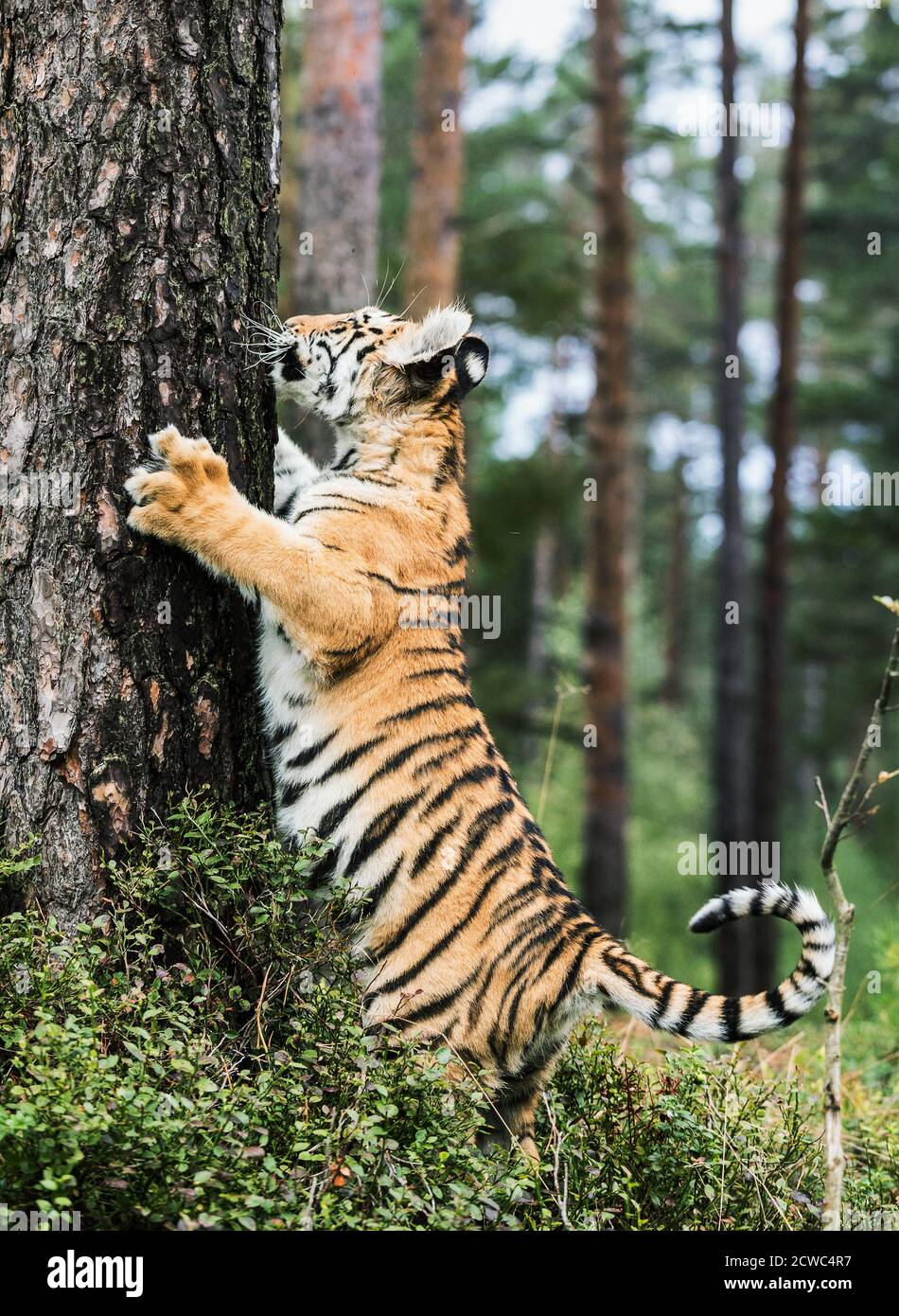 Little Ussuri tiger on a tree. Portrait of Usurian Tiger in a wild autumn landscape in sunny day. A young tiger in wildlife. Stock Photo