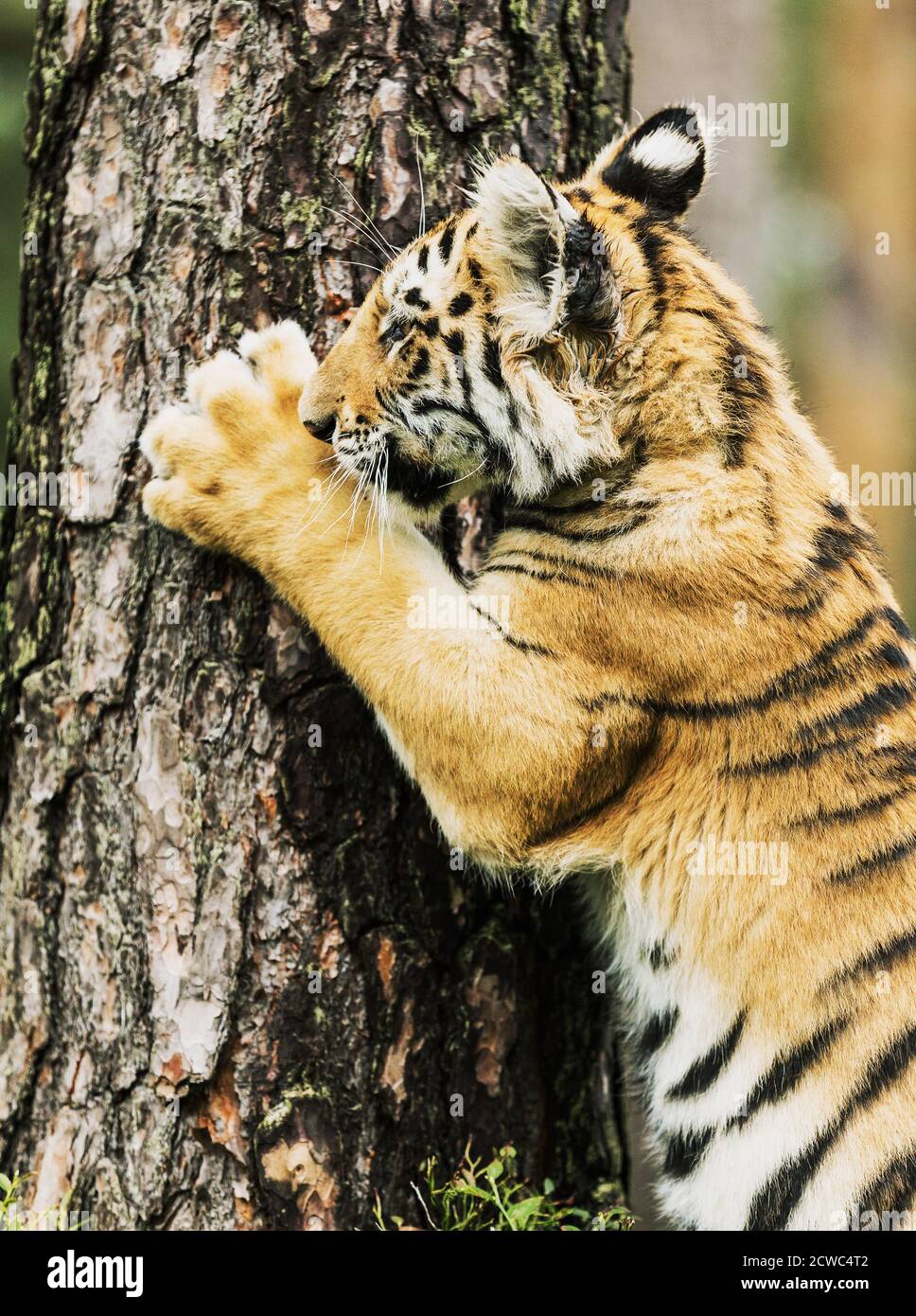 Little Ussuri tiger on a tree. Portrait of Usurian Tiger in a wild autumn landscape in sunny day. A young tiger in wildlife. Stock Photo