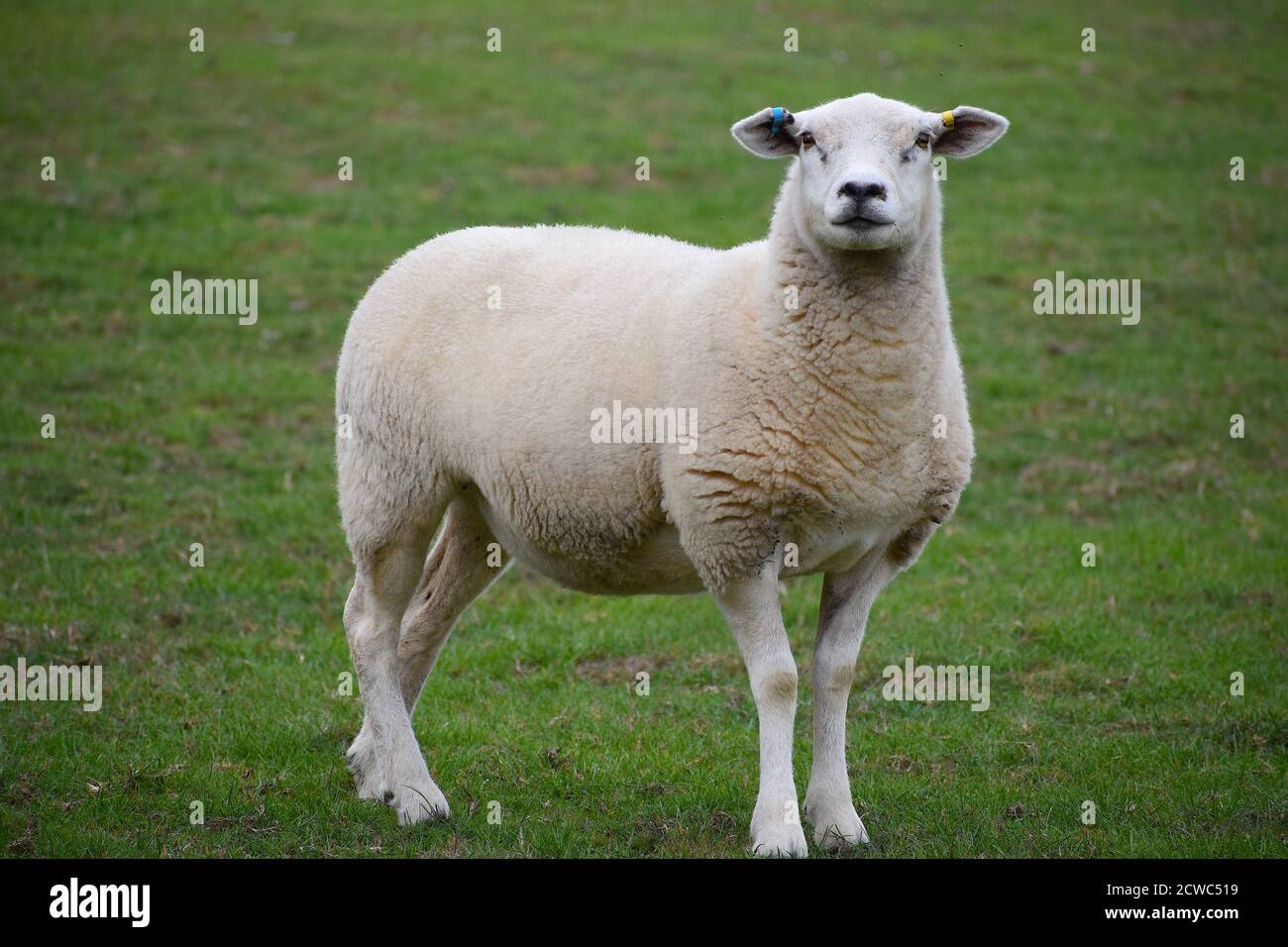 Lleyn sheep are Llyn peninsula Welsh breed suited to upland and lowland grazing quiet in nature high in milk with excellent white wool raised for meat Stock Photo