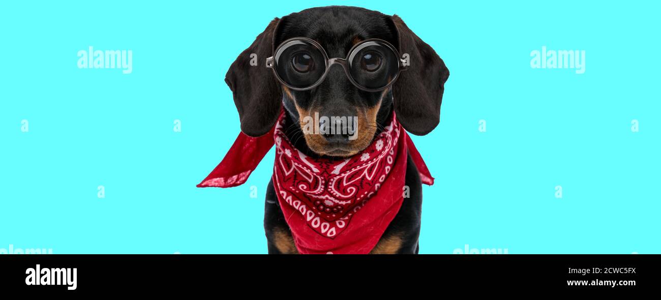 funny adorable Teckel dog wearing red bandana, sitting and looking at ...