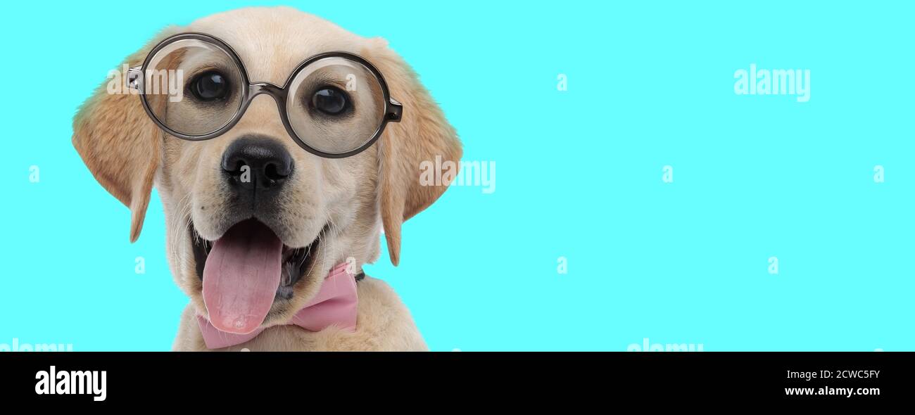 nerdy cute Labrador Retriever dog wearing pink bow tie with eyeglasses ...